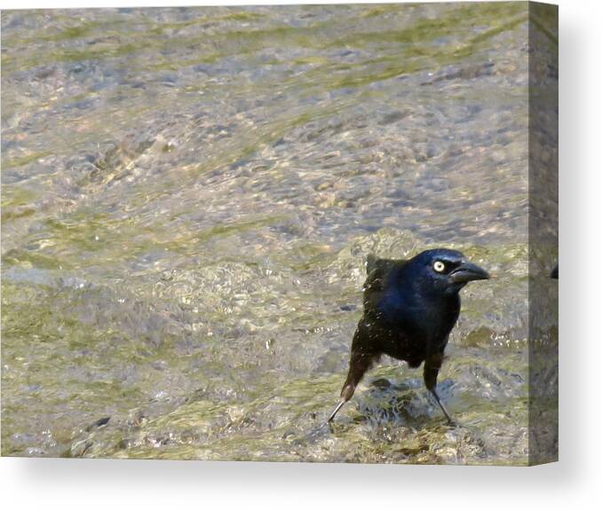 Bird Canvas Print featuring the photograph Grumpy Grackle by Azthet Photography