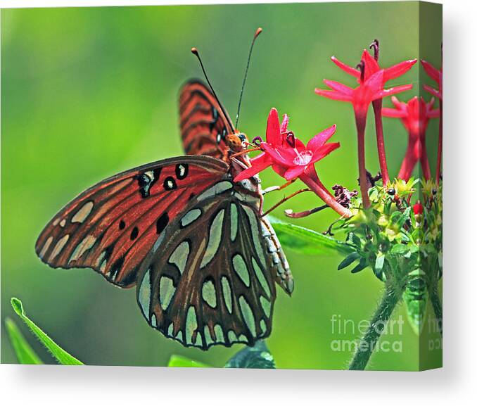 Butterfly Canvas Print featuring the photograph Gulf Fritillary Butterfly by Larry Nieland