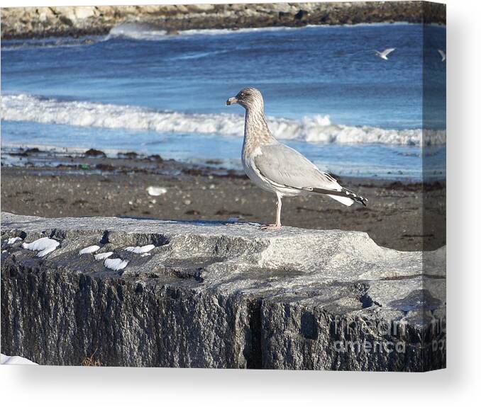 Fine Art Canvas Print featuring the photograph Granite State Seagull by Eunice Miller