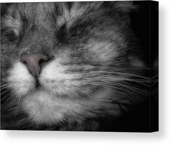 Cat Canvas Print featuring the photograph Happy Face by Louise Kumpf
