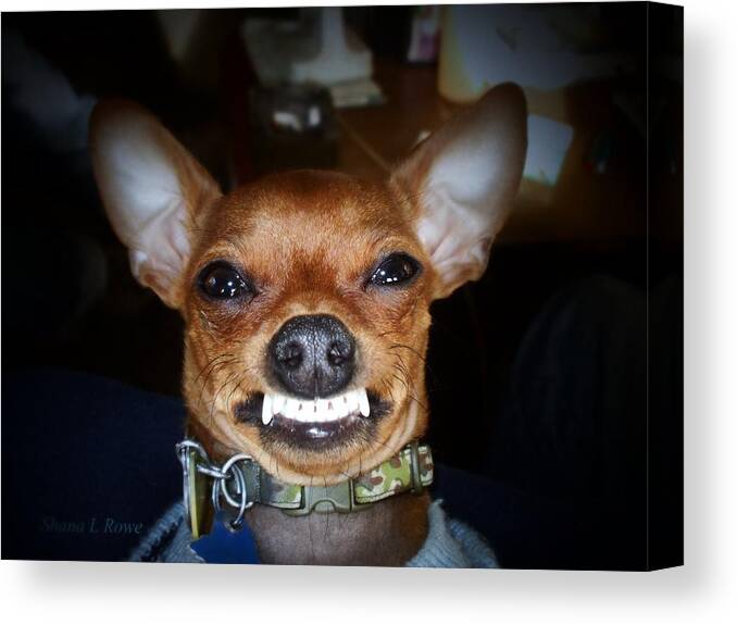 Chihuahua Canvas Print featuring the photograph Happy Max by Shana Rowe Jackson