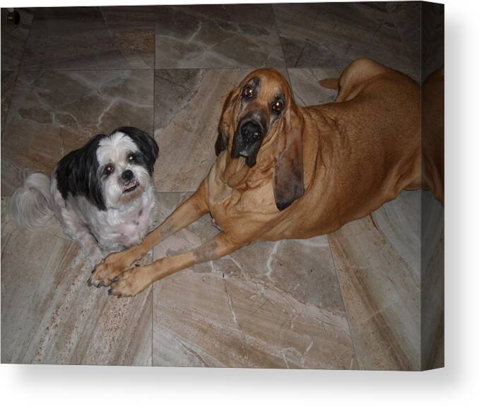 Dogs Canvas Print featuring the photograph Happy New Year by Val Oconnor