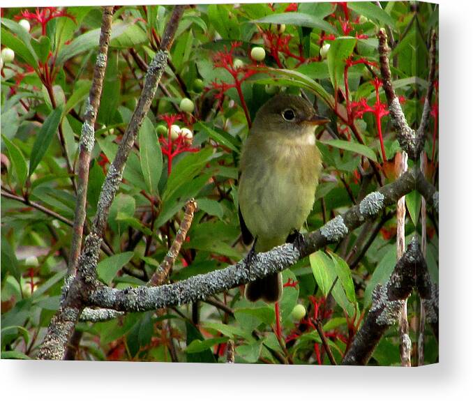 Bird Canvas Print featuring the photograph Hardly the least Least Flycatcher by Kimberly Mackowski