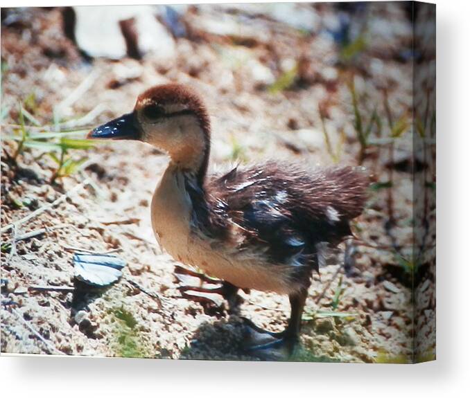 Baby Duckling Searching Out His Mother In Naples Canvas Print featuring the photograph Lost Baby Duckling #1 by Belinda Lee