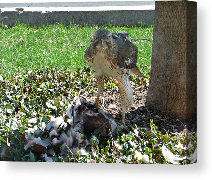 Hawk Canvas Print featuring the photograph Hawk's Deadly Watch by Lisa Blake
