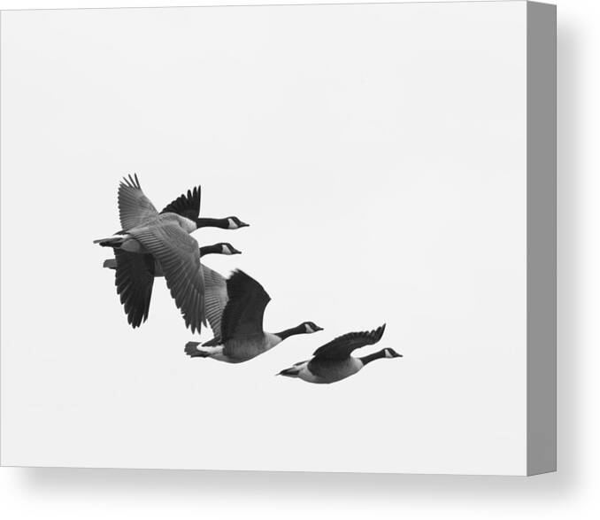 Geese Canvas Print featuring the photograph Heading South by Terry Cosgrave