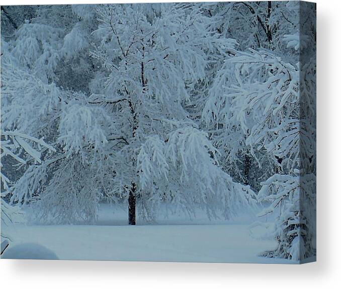 Snow Canvas Print featuring the photograph Heavy by Wild Thing