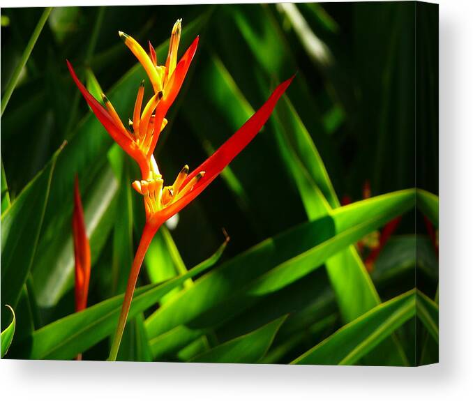 Plant Canvas Print featuring the photograph Heliconia by Evelyn Tambour