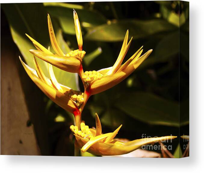 Flower Photography Canvas Print featuring the photograph Heliconia by Patricia Griffin Brett