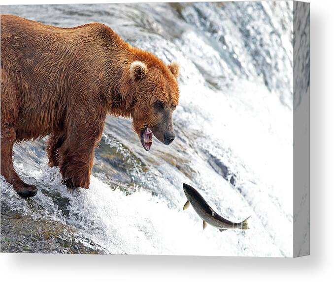 Salmon Canvas Print featuring the photograph Hello by Bill Singleton