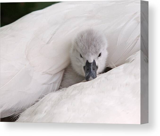 Cygnet Canvas Print featuring the photograph Hello World by Gill Billington