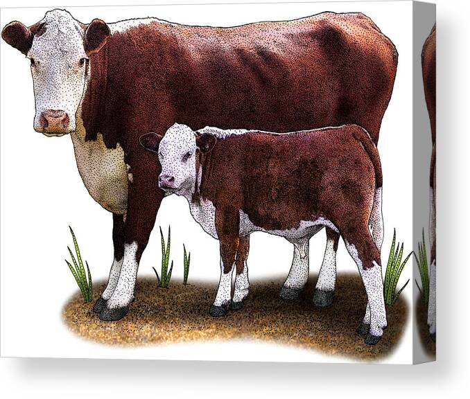 Nature Canvas Print featuring the photograph Hereford Cow by Roger Hall
