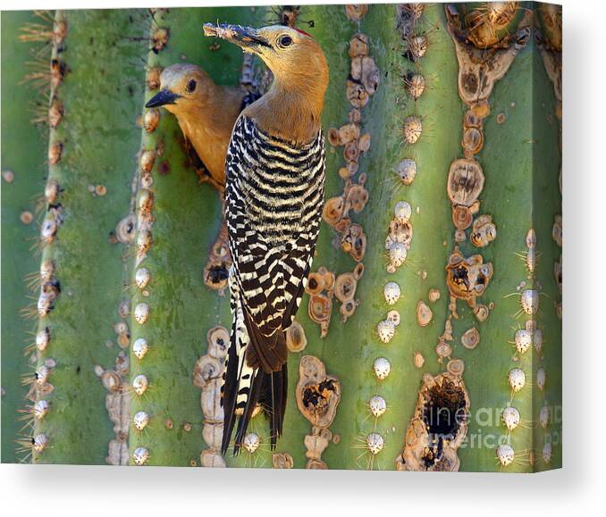 Cactus Canvas Print featuring the photograph Here's lunch by Bob Hislop