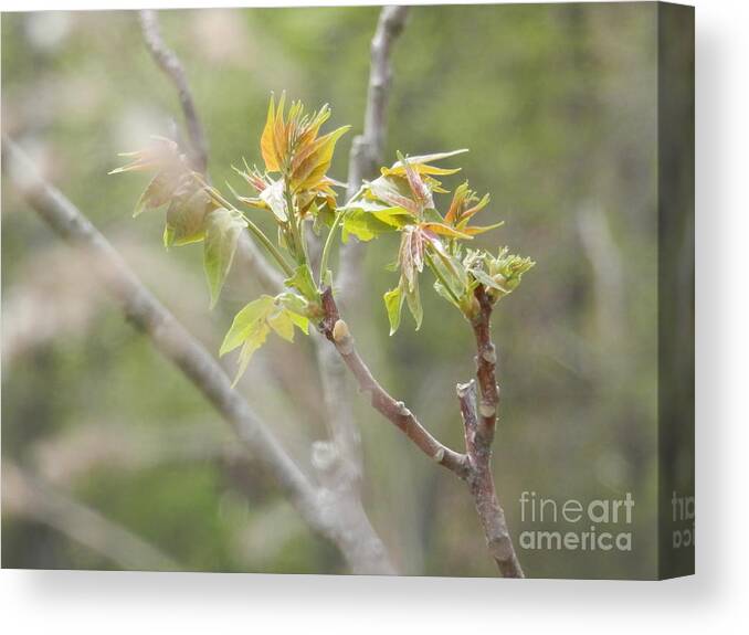 Tree Buds Canvas Print featuring the digital art Here's to New Beginnings by Angelia Hodges Clay