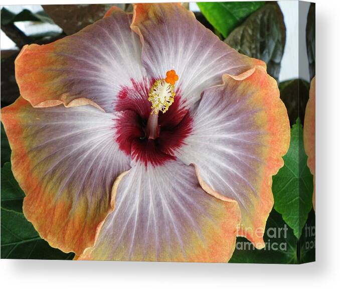 Hibiscus Canvas Print featuring the photograph Hibiscus by Jennifer Wheatley Wolf