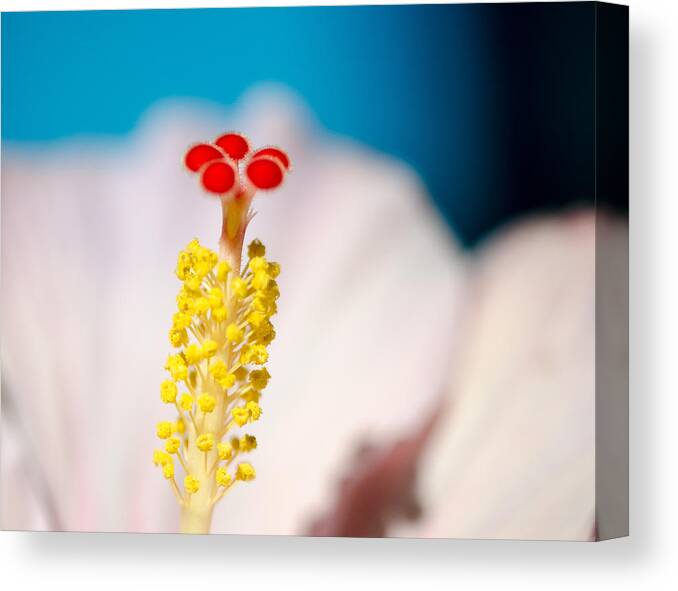 Hale Kai Hawaii Canvas Print featuring the photograph Hibiscus No. 2959 by Georgette Grossman