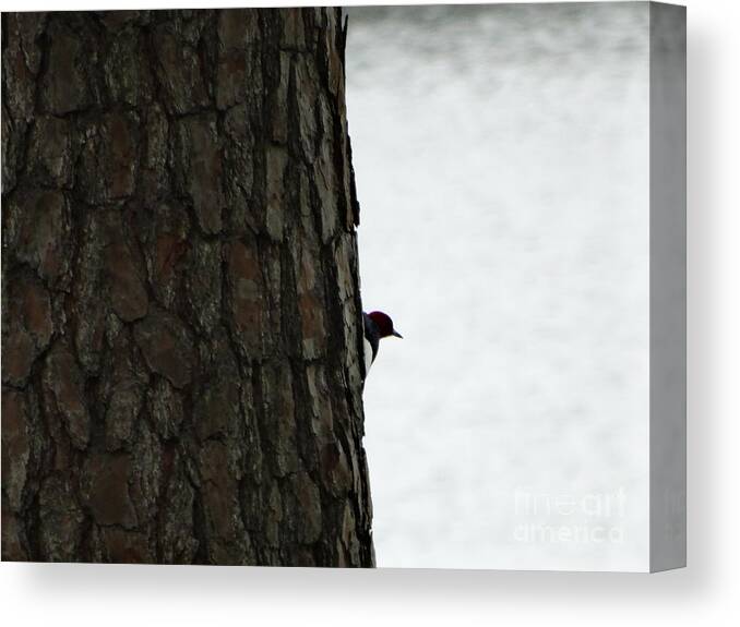 Woodpecker Canvas Print featuring the photograph Hiding by Joseph Baril