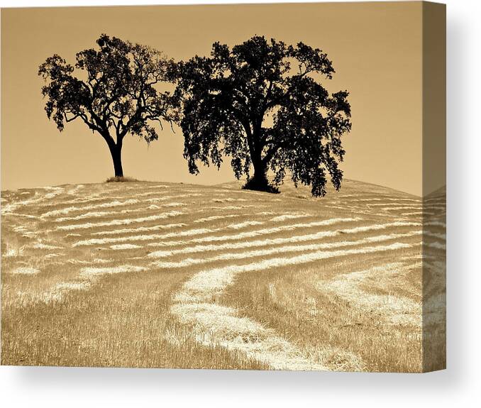 Tree Canvas Print featuring the photograph His and Hers by Paul Foutz