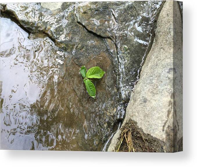 Leaf Canvas Print featuring the photograph Hitching a Ride by Jessi Boise