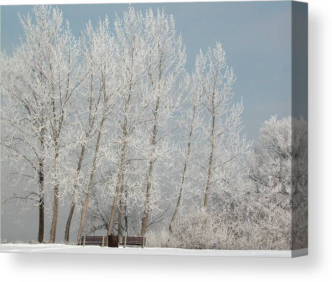Bench Canvas Print featuring the photograph Hoarfrost Trees and Benches along the Ottawa River by Rob Huntley