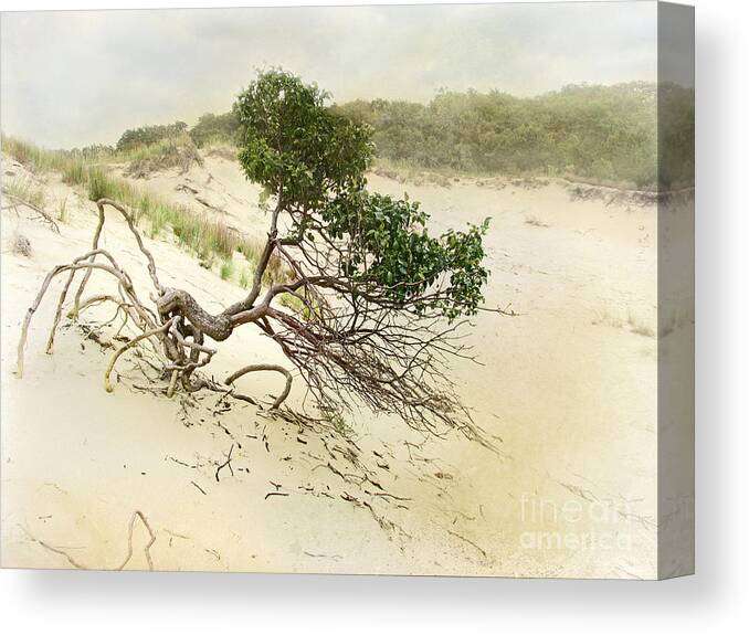 Bush Canvas Print featuring the photograph Holding On by Kathi Mirto