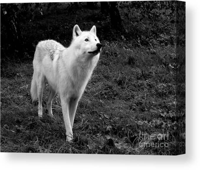Arctic Canvas Print featuring the photograph Hopeful by Vicki Spindler