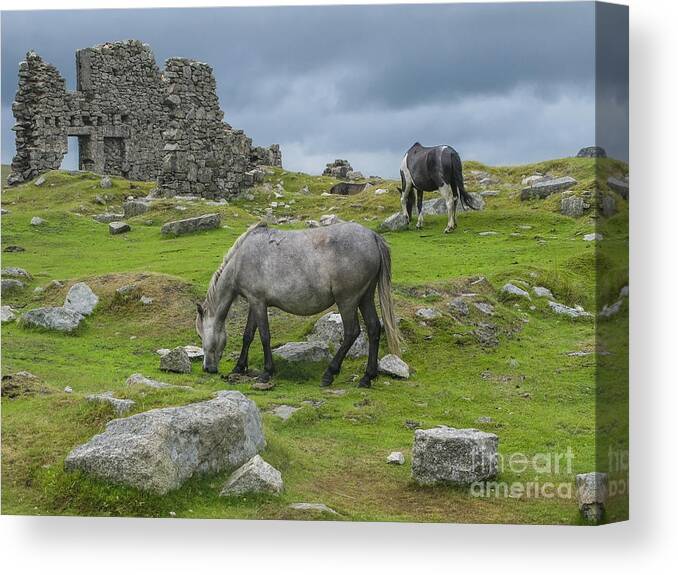 Animal Canvas Print featuring the photograph Horses on the moors of Dartmoor by Patricia Hofmeester
