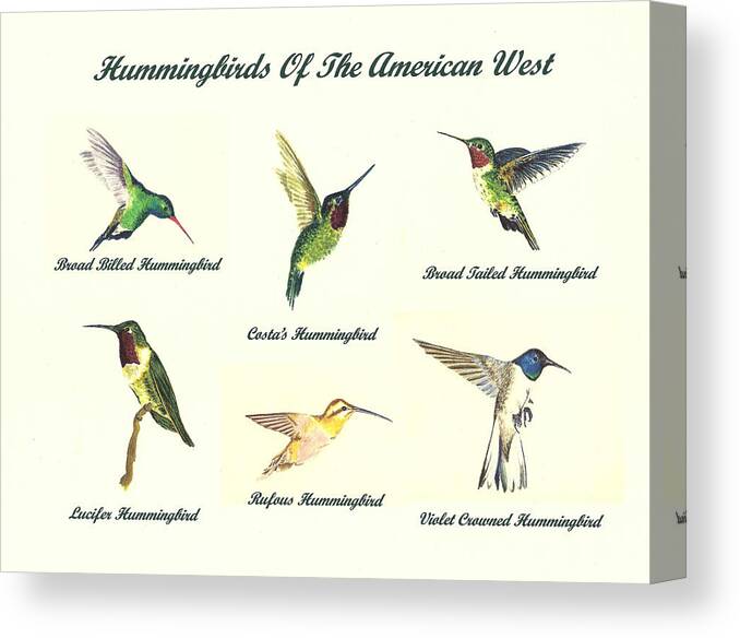 Birds Canvas Print featuring the painting Hummingbirds Of The American West by Michael Vigliotti