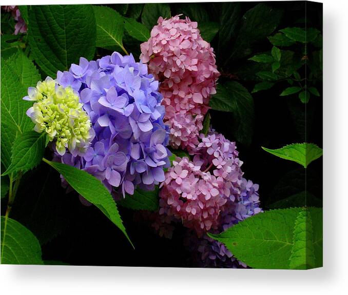 Fine Art Canvas Print featuring the photograph Hydrangea Glow by Rodney Lee Williams