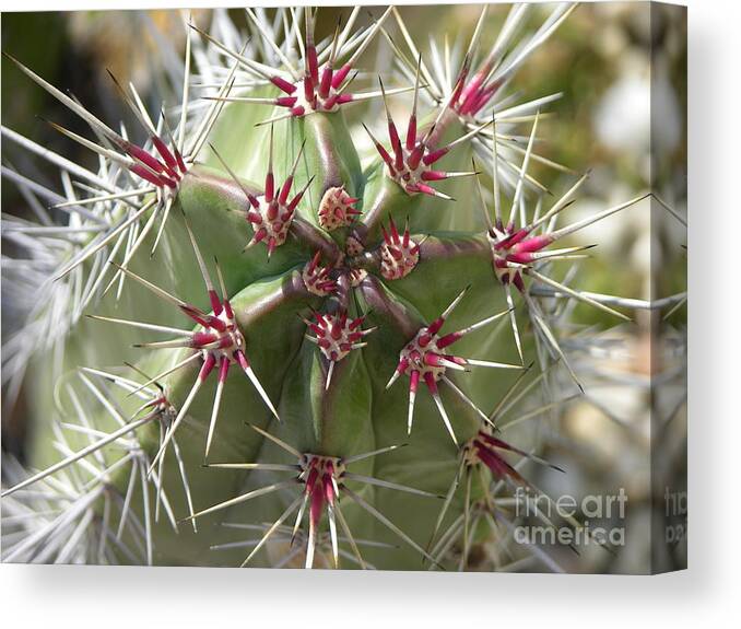 Cactus Canvas Print featuring the photograph I Get the Point by Mariarosa Rockefeller