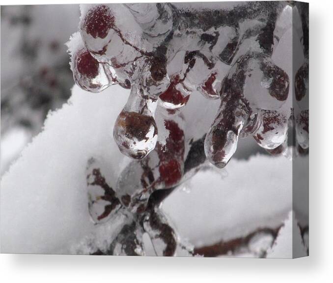 Snow Canvas Print featuring the photograph Ice Berries With Snow by Alfred Ng