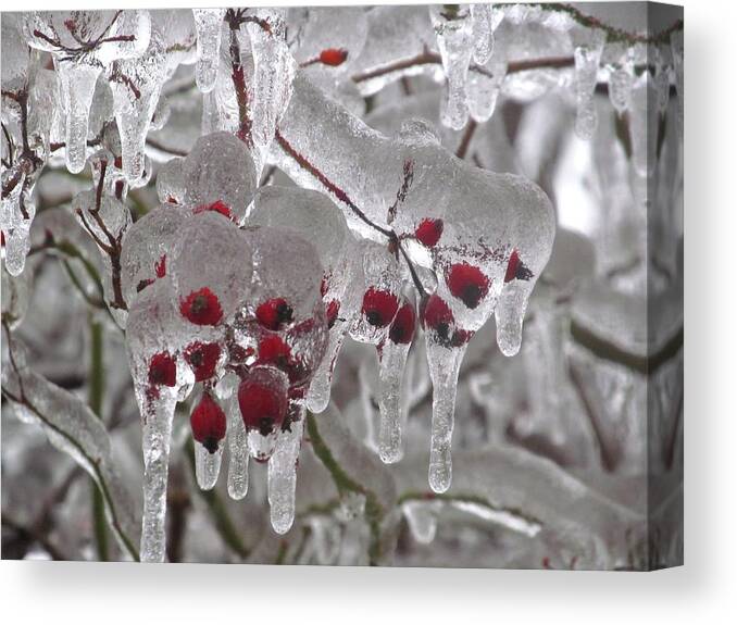 Winter Canvas Print featuring the photograph Icicle Berries by Alfred Ng