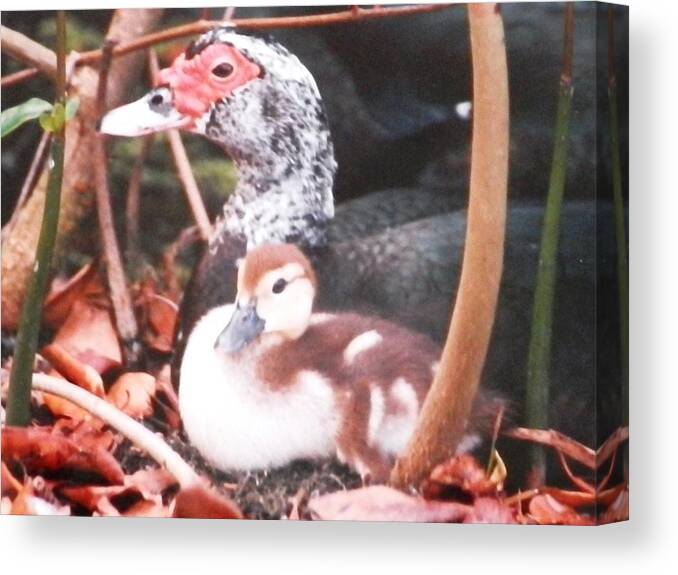 Cute Canvas Print featuring the photograph Mother and Baby Duckling by Belinda Lee