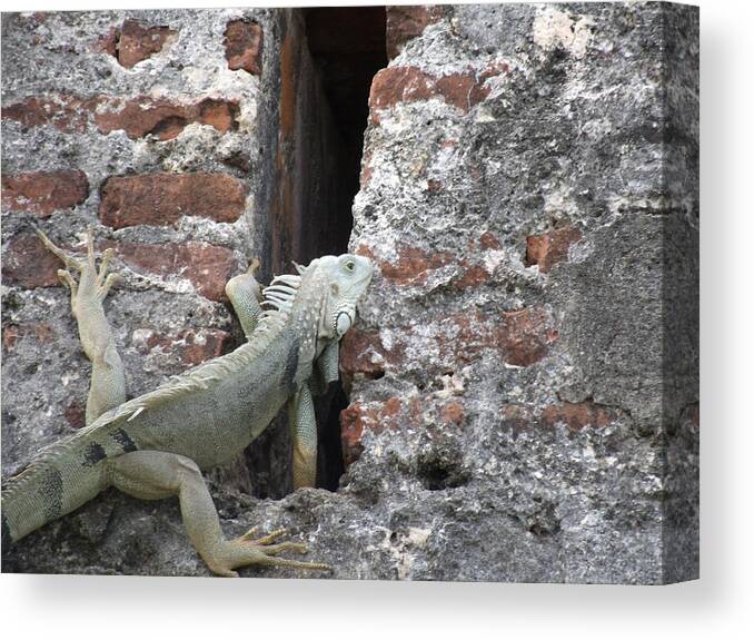 Fort Canvas Print featuring the photograph Iguana by David S Reynolds