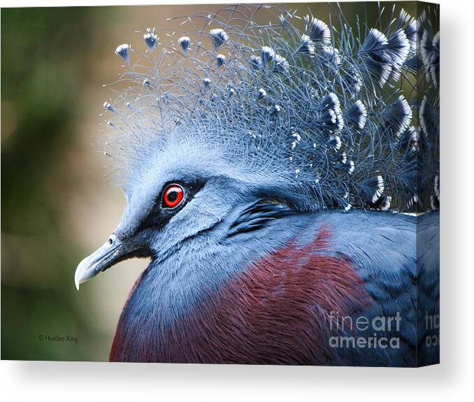 Pigeon Canvas Print featuring the photograph Illustrious by Heather King