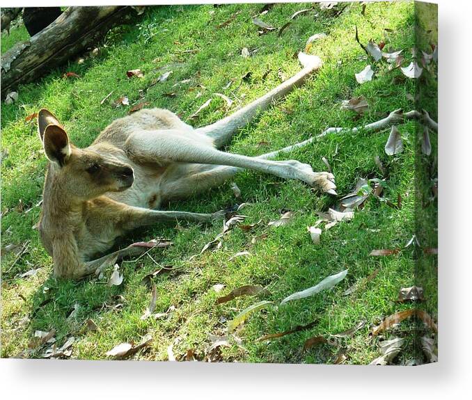 Kangaroo Canvas Print featuring the photograph I'm Sexy and I Know It by Therese Alcorn