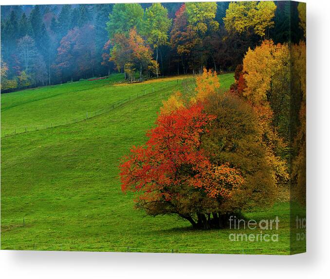 Tree Canvas Print featuring the photograph In a Field of Green by Charles Lupica