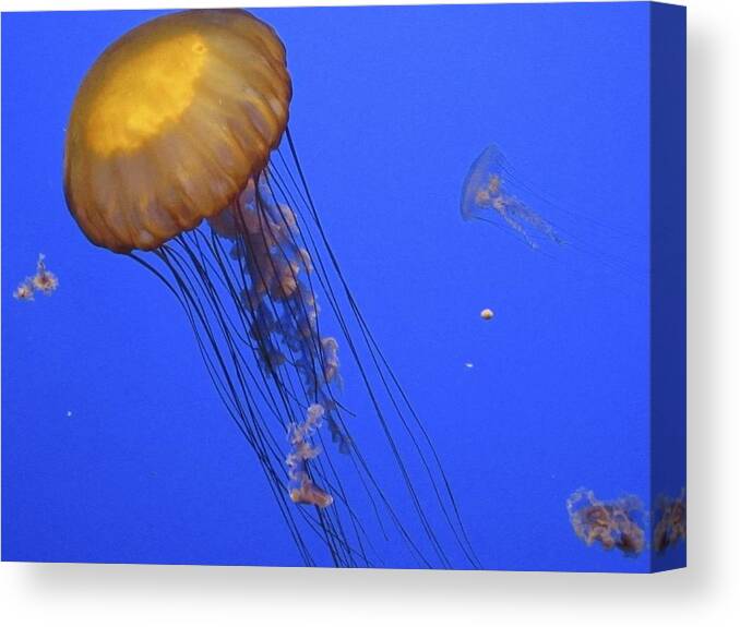 Golden Jelly Fish Canvas Print featuring the photograph In The Tank by Ralph Jones