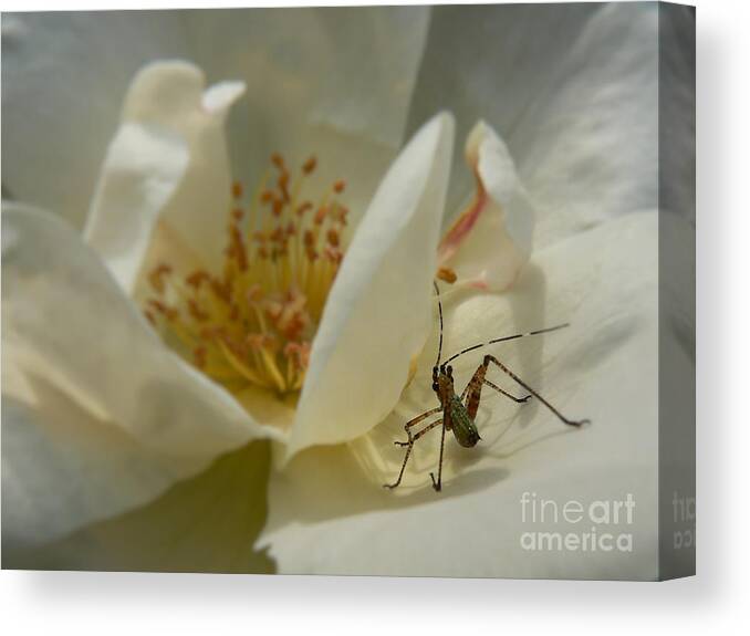 Rose Canvas Print featuring the photograph Insect on a Soft Rose by MM Anderson
