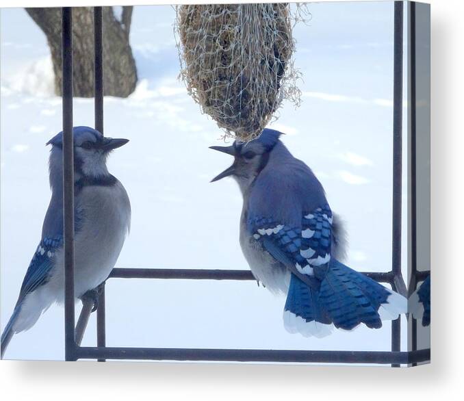 Blue Jay Canvas Print featuring the photograph Intimidation by Kathleen Luther