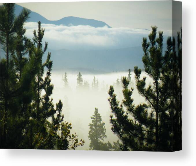 Pine Canvas Print featuring the photograph Into the day by Brian Boyle