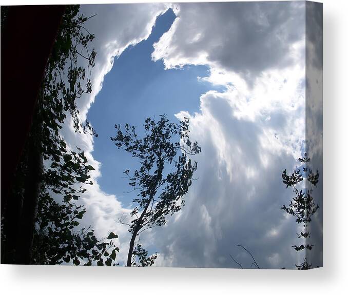 Tree Canvas Print featuring the photograph Into the Sky by Aimee L Maher ALM GALLERY