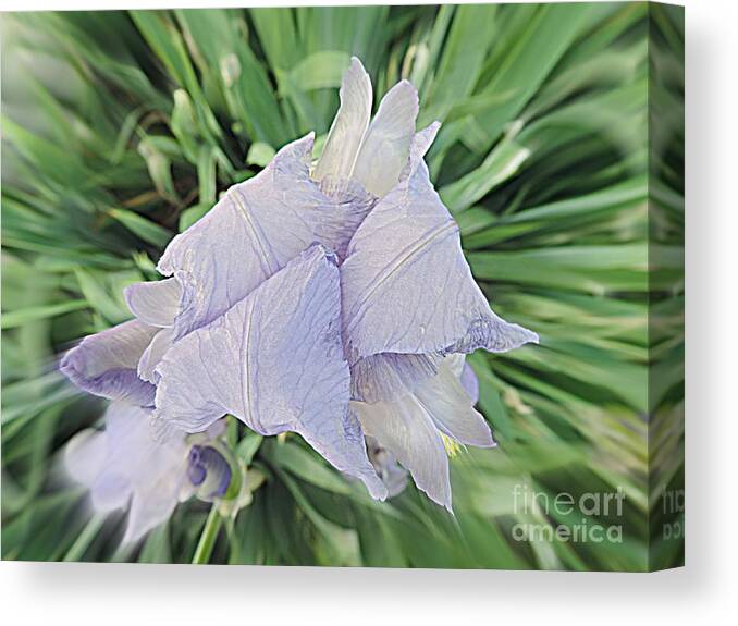 Purple Canvas Print featuring the photograph Iris Bloom by Angela Weis