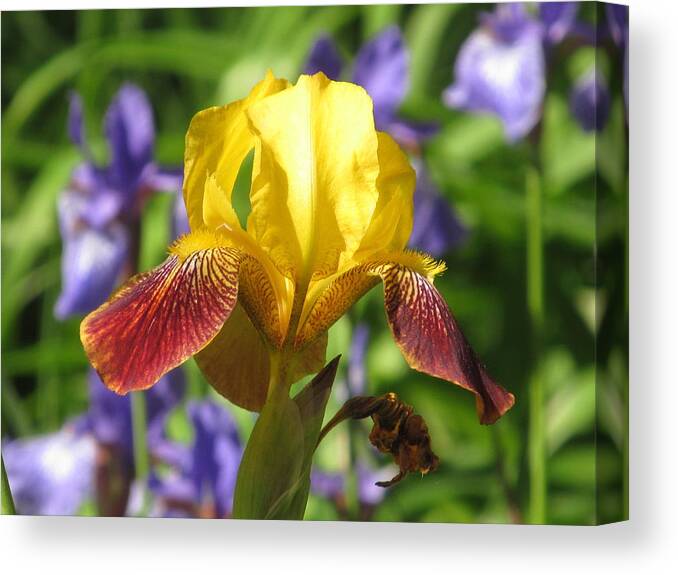 Iris Canvas Print featuring the photograph Iris In The Morning by Alfred Ng