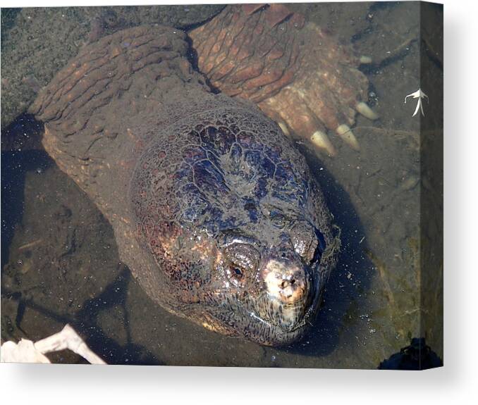 Island Canvas Print featuring the photograph Island Turtle by Robert Nickologianis