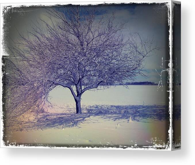 Winter Canvas Print featuring the photograph It Might be an Apple Tree by Scott Kingery