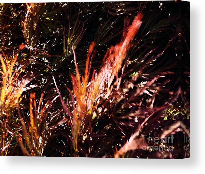 Tree Canvas Print featuring the photograph Japanese Maple by Robyn King