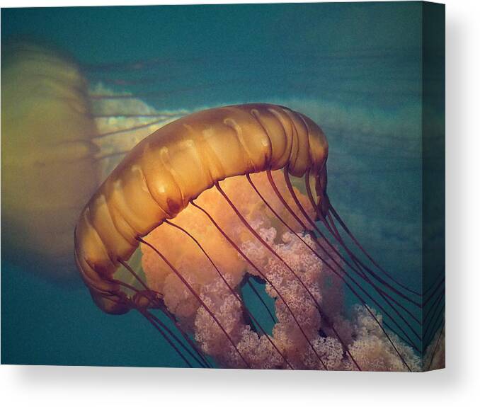 Jelly Fish Canvas Print featuring the photograph Jellies by Derek Dean