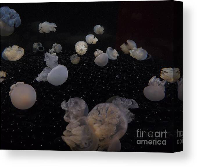 Jellyfish Canvas Print featuring the photograph Jellies on the Moon by Brigitte Emme