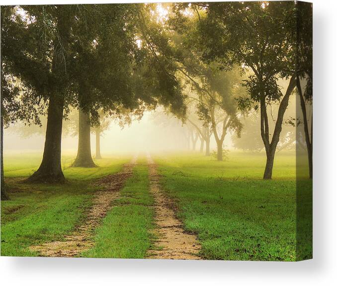 Fog Canvas Print featuring the photograph Journey Into Fall by Charlotte Schafer